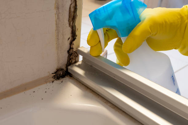 Mold Removal and Inspection in Truckee, CA