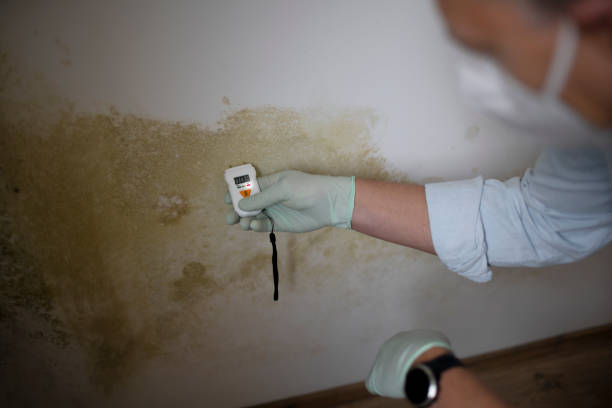 Best Mold Inspection  in Truckee, CA