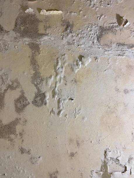 Reliable Truckee, CA Mold Removal Solutions
