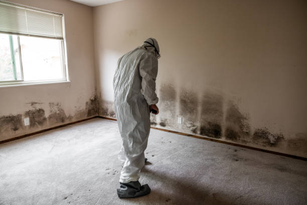 Best Mold Remediation Services  in Truckee, CA