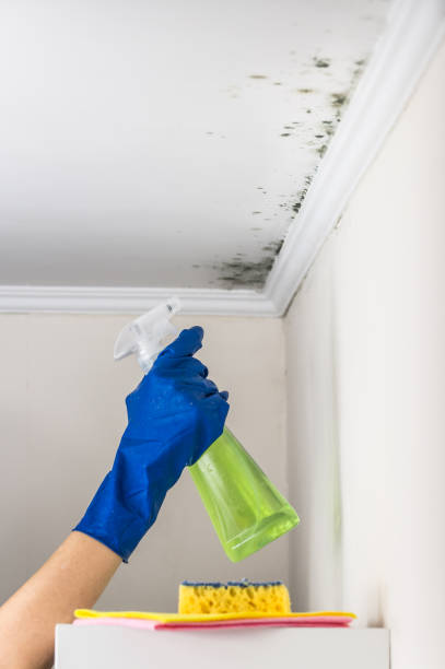 Home Mold Removal in Truckee, CA